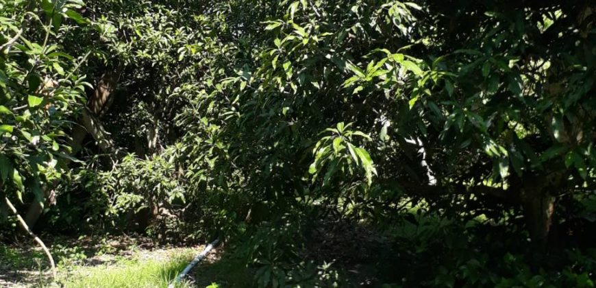 Land for sale Sansai District Chiangmai next to canal , ที่ดิน 1 ไร่ 3 งาน 43 ตารางวา ติดลำน้ำ กวง ต. หนองแหย่ง สันทราย เชียงใหม่ มีถนนเข้าถึงแปลงใหญ่