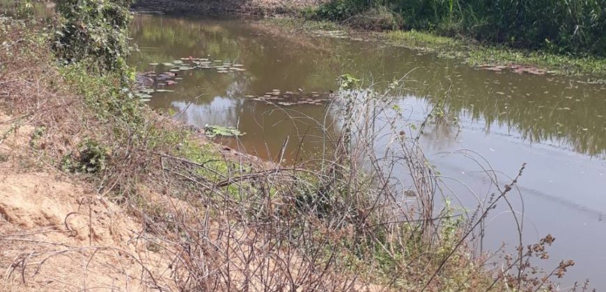 Land for sale Sansai District Chiangmai next to canal , ที่ดิน 1 ไร่ 3 งาน 43 ตารางวา ติดลำน้ำ กวง ต. หนองแหย่ง สันทราย เชียงใหม่ มีถนนเข้าถึงแปลงใหญ่